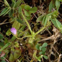 Drosera indica L.